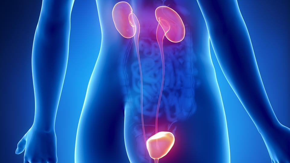 Medical illustration of the kidneys and the bladder