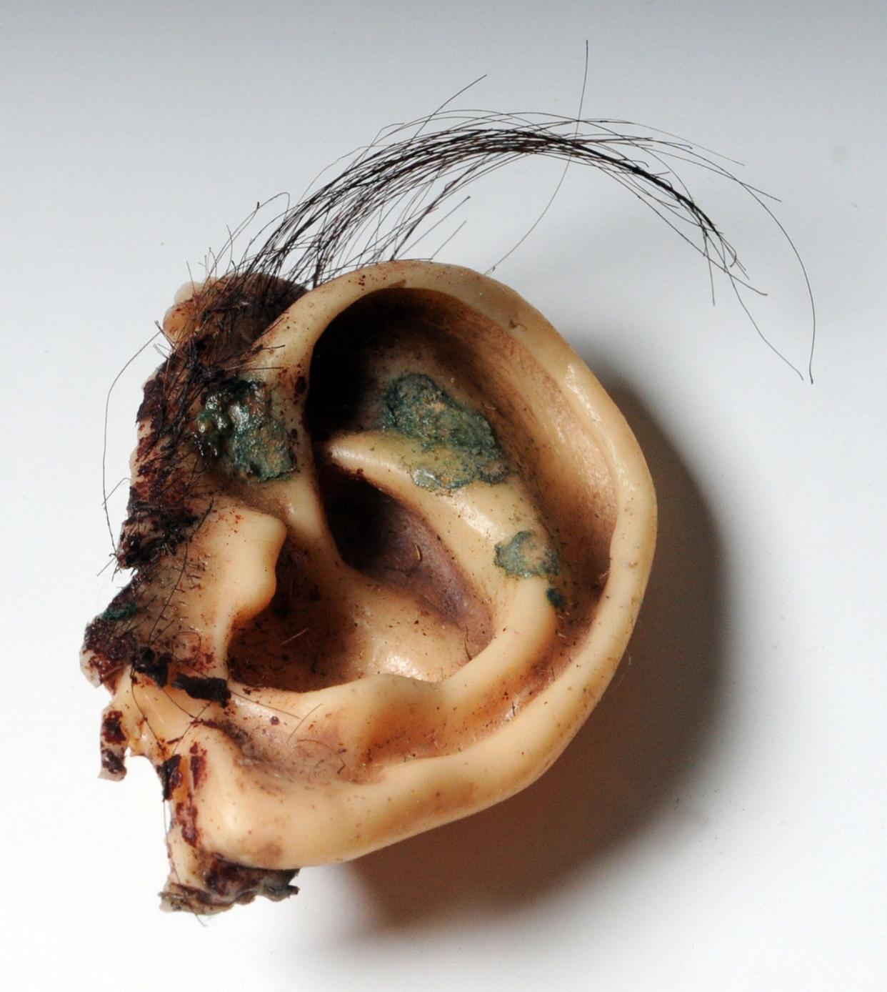 Famous "Blue Velvet" prop, The Ear.