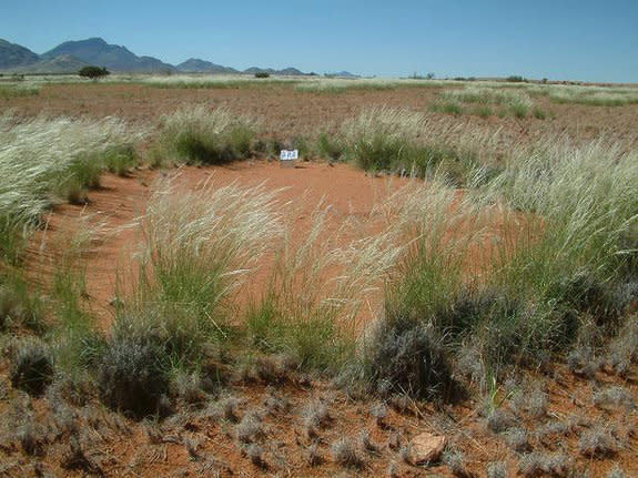 Mysterious bare spots called "fairy circles" dotting the sandy desert grasslands of Nambia have long stumped scientists who have no idea how the strange patterns form.