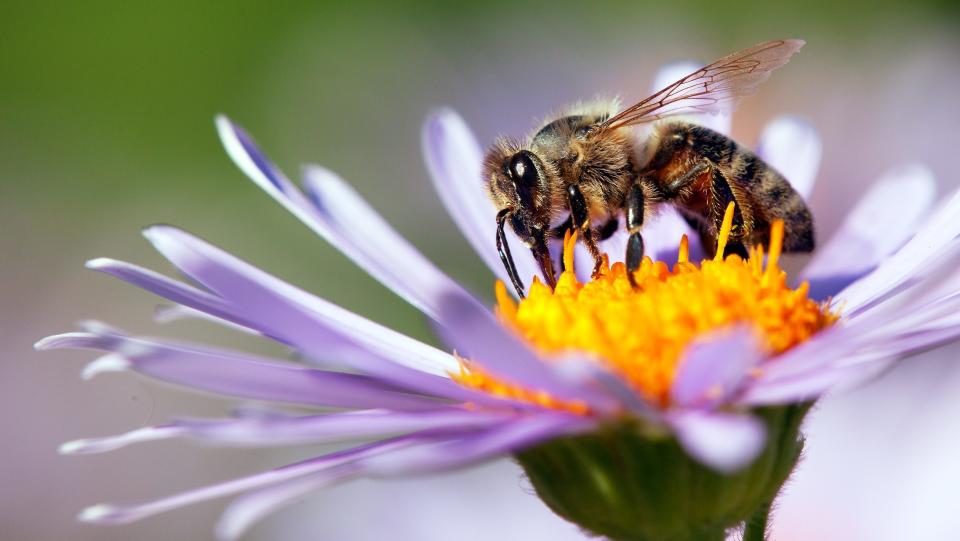 Bee venom therapy