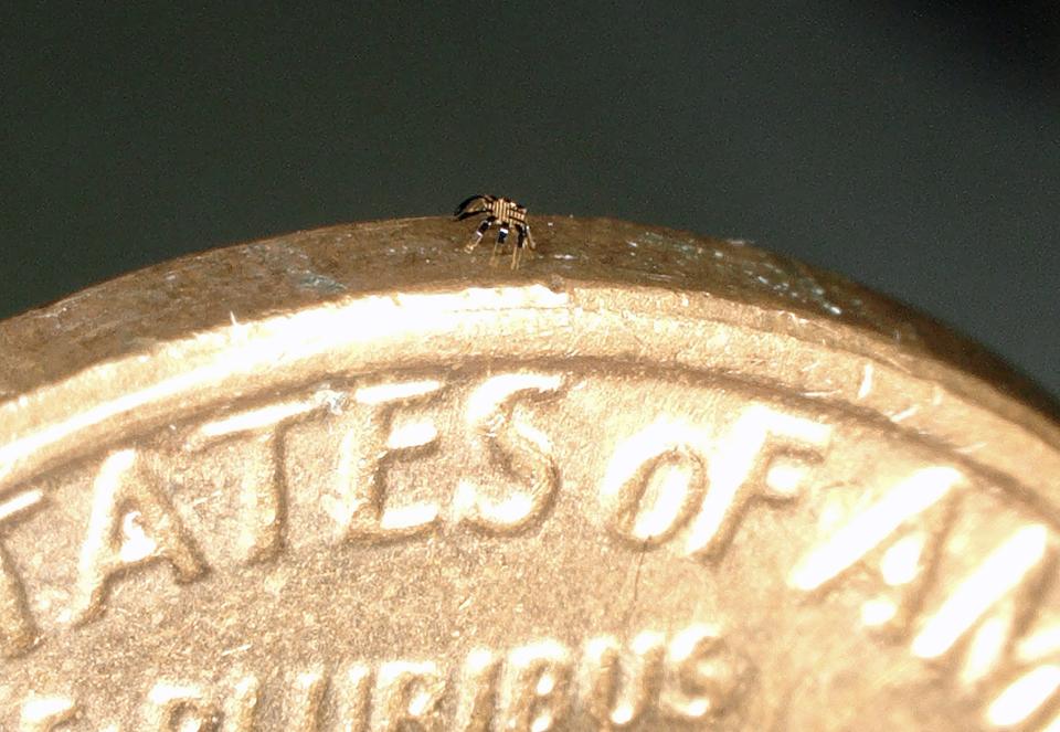 tiny crab robot on edge of penny