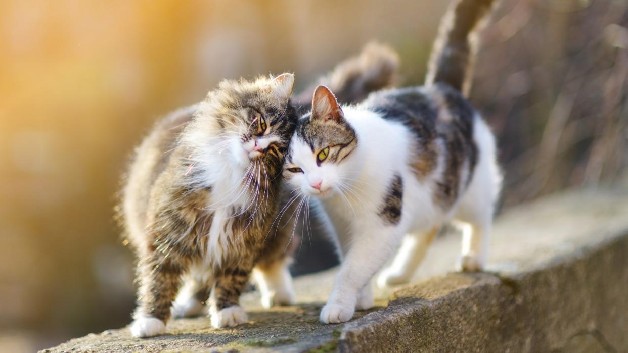 Two friendly cats nuzzling each other outside 