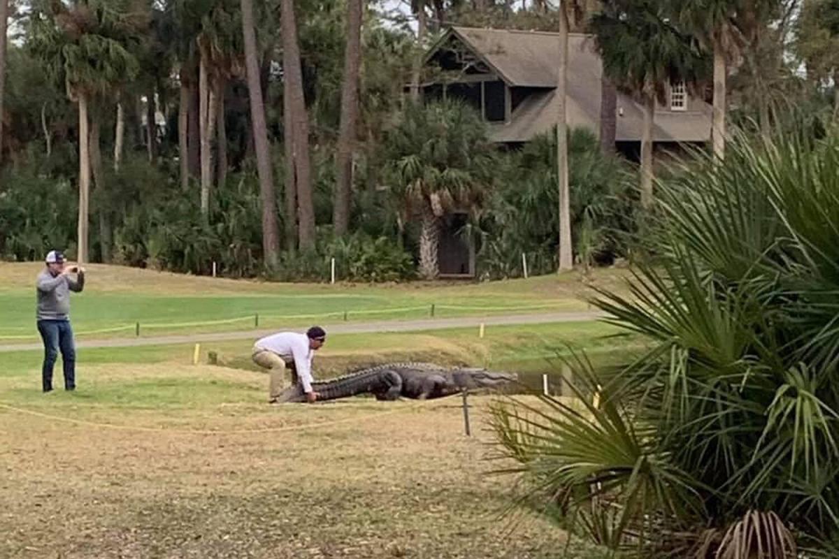 Island resident aids in capture of nuisance alligator