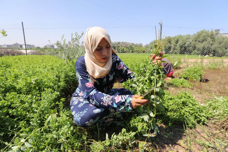 Gazans extract essential oils from aromatic herbs to make cosmetics