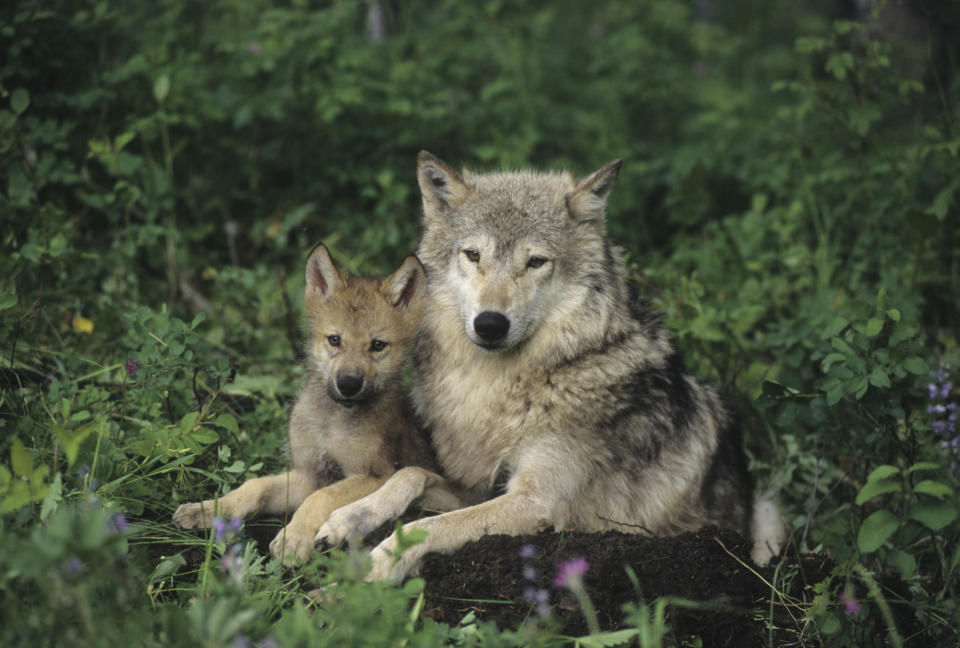 Gray Wolf (Canis lupus) mother with her pup in the Rocky Mountains of Montana. Captive Animal