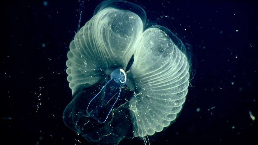 Close up view of a "giant larvacean" (blue tadpole-like animal) and its "inner house" (a mucus filter that the animal uses to collect food) The tadpole-like giant larvacean—usually three to ten centimeters (about one to four inches) in length—builds a huge mucous structure that functions as an elaborate feeding apparatus, guiding food particles into the animal's mouth. When the filters get clogged, the larvacean abandons them. The abandoned filters sink toward the seafloor, and become an important food source for other marine animals. Photo handout Terms of the Agreement: The Monterey Bay Aquarium Research Institute (MBARI) is supplying the Los Angeles Times (Company) with the digital images listed above, for use in the project described above only. By accepting these images, Company agrees to the following terms and conditions: * Company acquires no rights to these images except for the specific project stated above, nor is Company authorized to transfer any individual image rights to any other person or organization. * These images are authorized for use on the World Wide Web, when/if used in conjunction with this project only. * In the event that these images are used on the web, it may remain online for as long as the story is archived. Otherwise, they must be deleted. * The credit information listed above must be printed with the images.