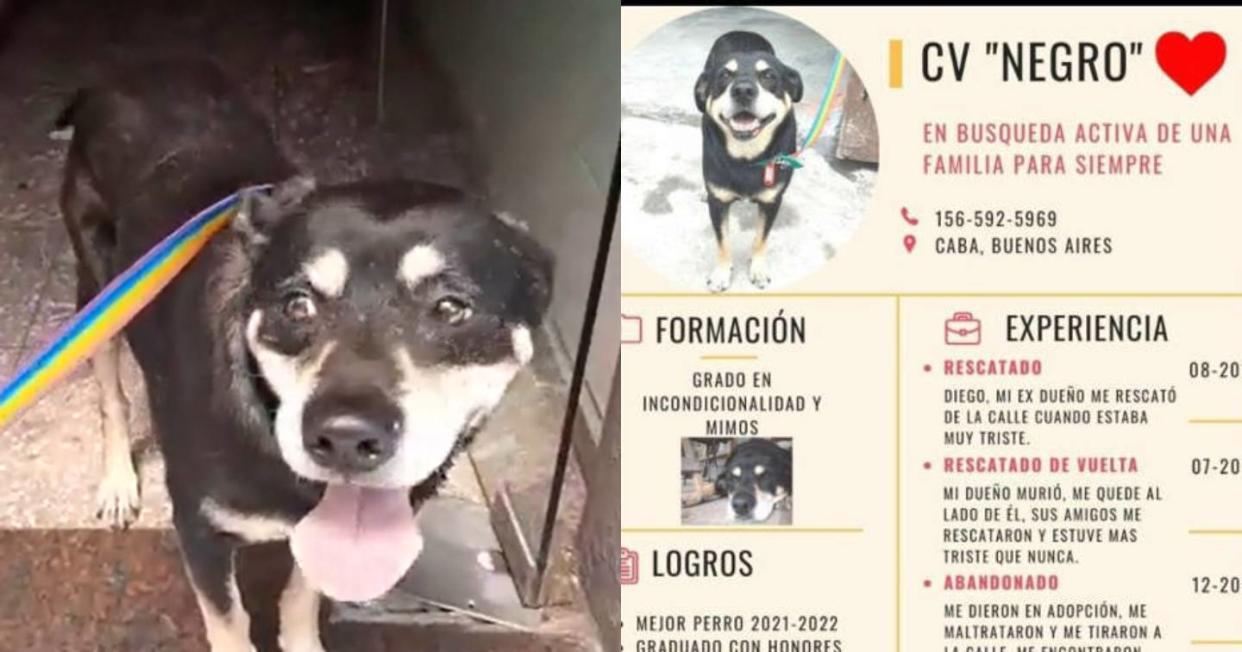 Negro, el perro que busca ser adoptado con un excelente CV. Foto: Captura de video Twitter vía @Radio10 y Facebook vía Yucatán En Corto