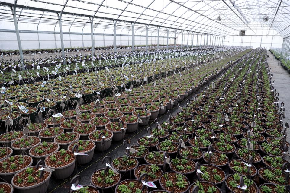 Macetas colgantes que contienen plantas mixtas se almacenan en Fessler Nursery en Woodburn, Oregon, el miércoles 22 de febrero de 2023.