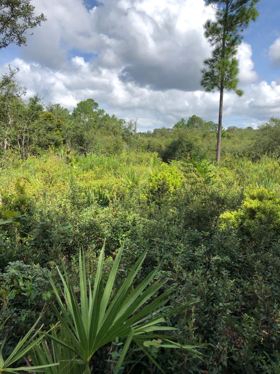 Florida scrub-jays prefer the shrubby oaks of scrub forests.