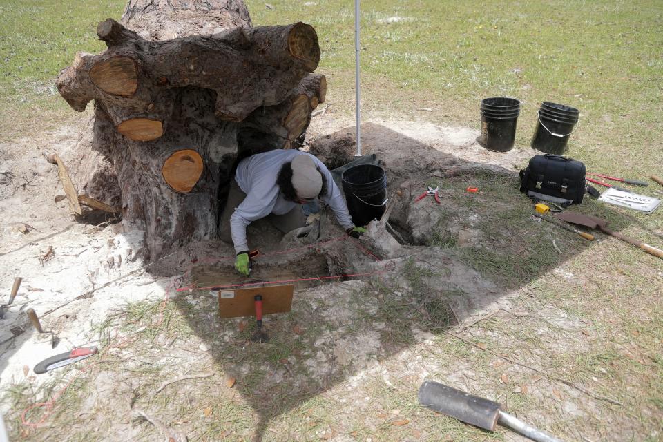 Daniel Vasquez, an archaeologist with PaleoWest, digs out a layer of sediment April 17, 2019, from a test site as the U.S. Forest Service studies the land where the fort at Prospect Bluff was located. After the War of 1812, Prospect Bluff held the largest free Black settlement in the United States.