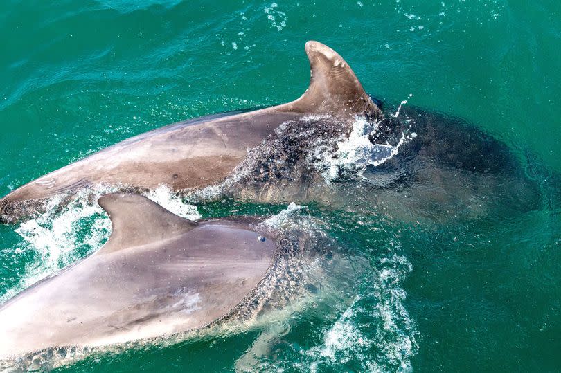 Dolphins swimming and splashing in the sea