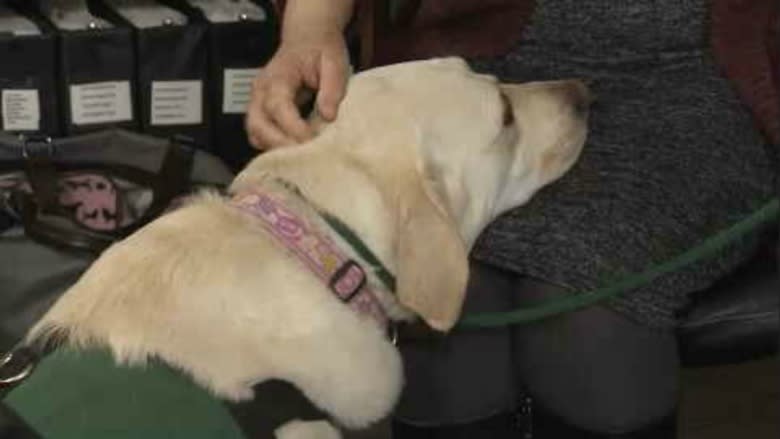 Dandy the trauma dog makes victims of tragedy feel better, 1 cuddle at a time