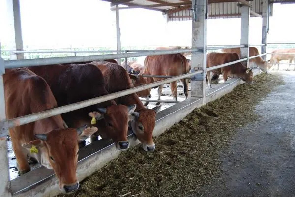 牛隻戴著可追溯生產過程的耳標。