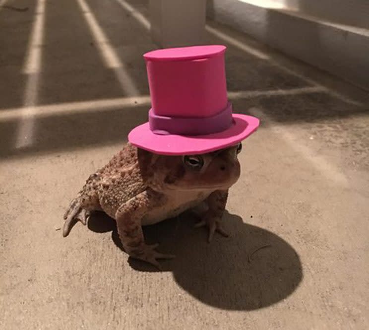 A woman decided to make several different hats for a toad that hangs out on her front porch. Photo from Reddit.