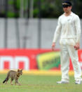 New Zealand cricketer Kane Williamson looks on as a cat walks on the outfield during the third day of the second and final Test match between Sri Lanka and New Zealand at the P. Sara Oval Cricket Stadium in Colombo on November 27, 2012. AFP PHOTO/ LAKRUWAN WANNIARACHCHI