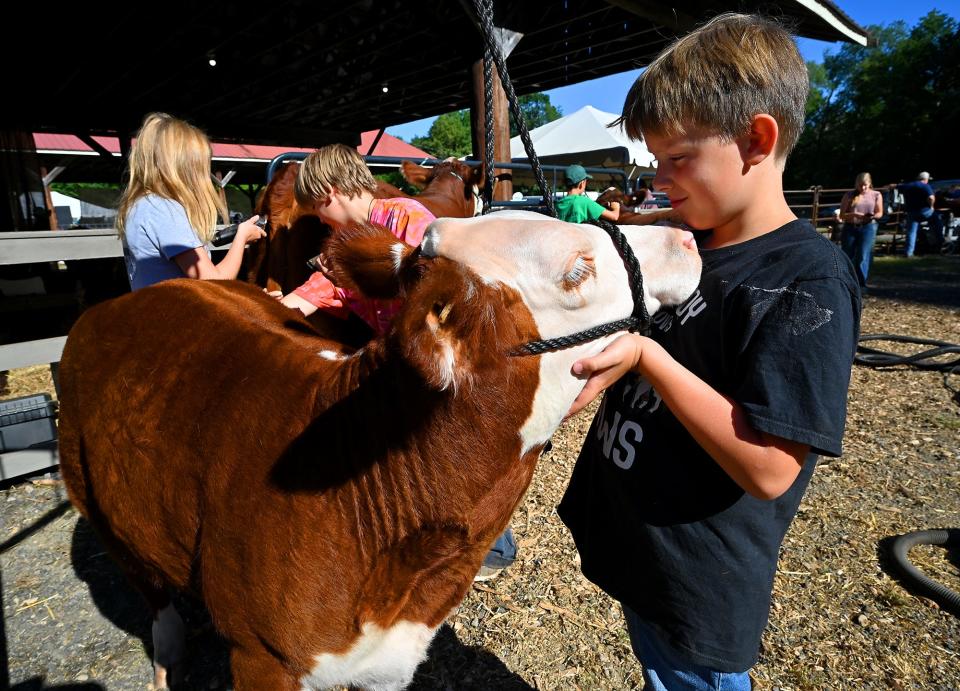 In a 2022 file photo, Colm O'Connor of Sutton holds onto Clara Clover as she is brushed pre-show for the Sutton Preservationist 4-H at the Bolton Fair.