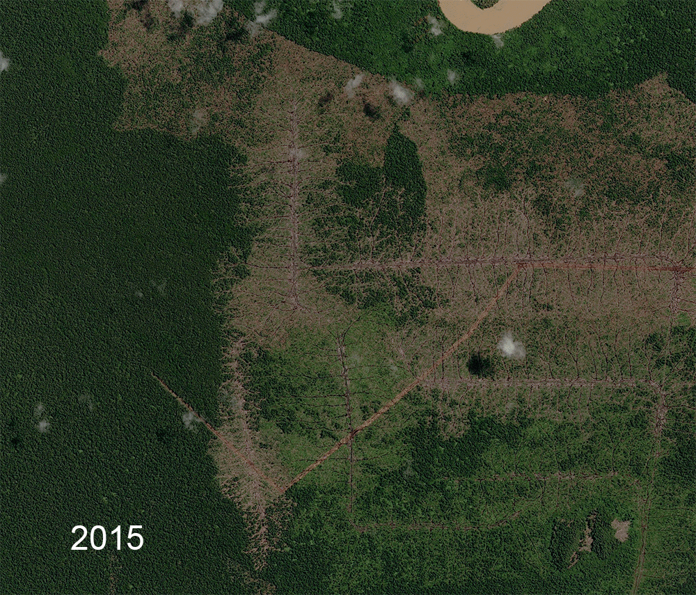 Satellite images from 2015 and 2018 show the expansion of a tree plantation on the Adindo concession. According to Ed Boyda at Earthrise, the sequence shows the loss of a square mile of rainforest. (Airbus DS / Earthrise)