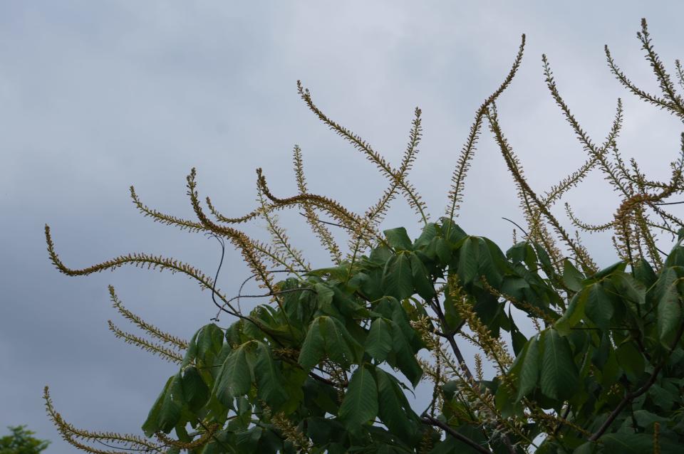 “Rogers” bottlebrush buckeye with flower/fruit panicles in at Secrest Arboretum in Wooster.