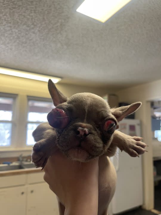A baby French Bulldog named Amari is being held up at the St. Gabriel Animal Hospital & Rescue.