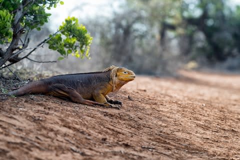 A land iguana surveys the scrub - Credit: ISTOCK