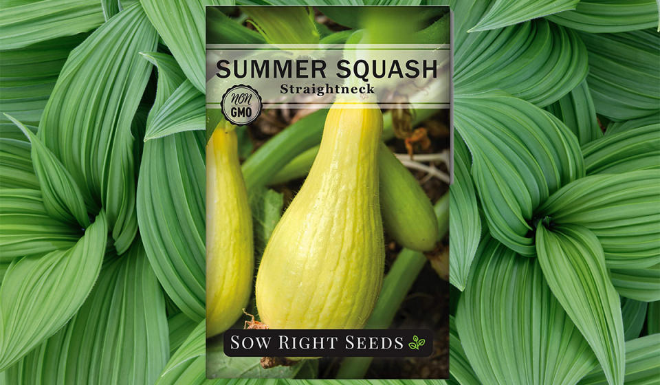 Straight Neck Yellow Summer Squash (Photo: Amazon)