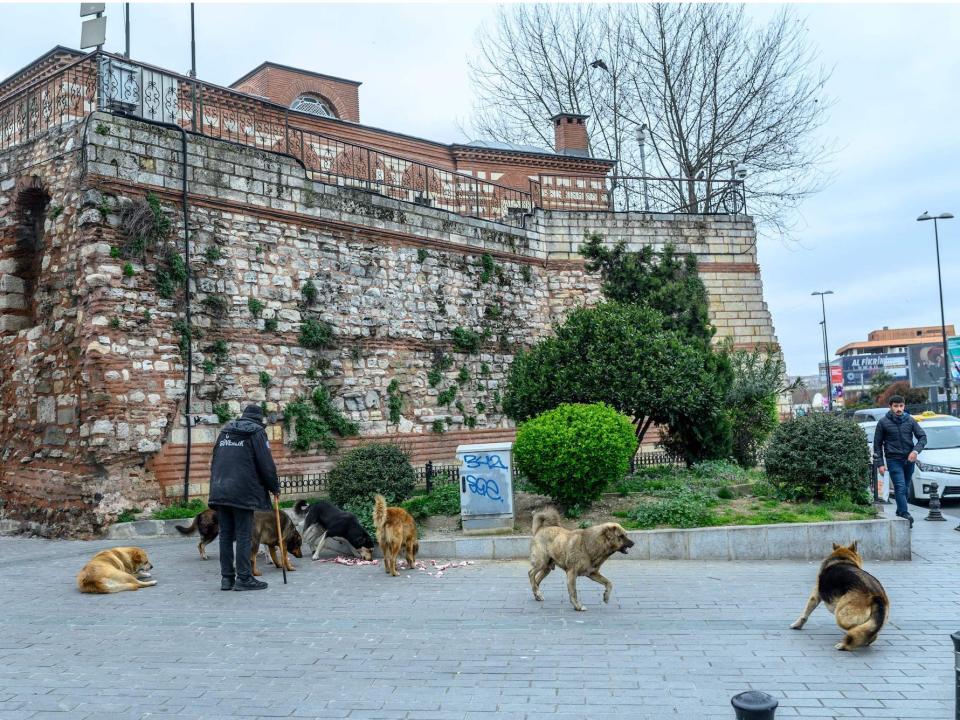 A man feeds street dogs at Eminonu Square in central Istanbul, deserted due to the novel coronavirus outbreak on March 26.