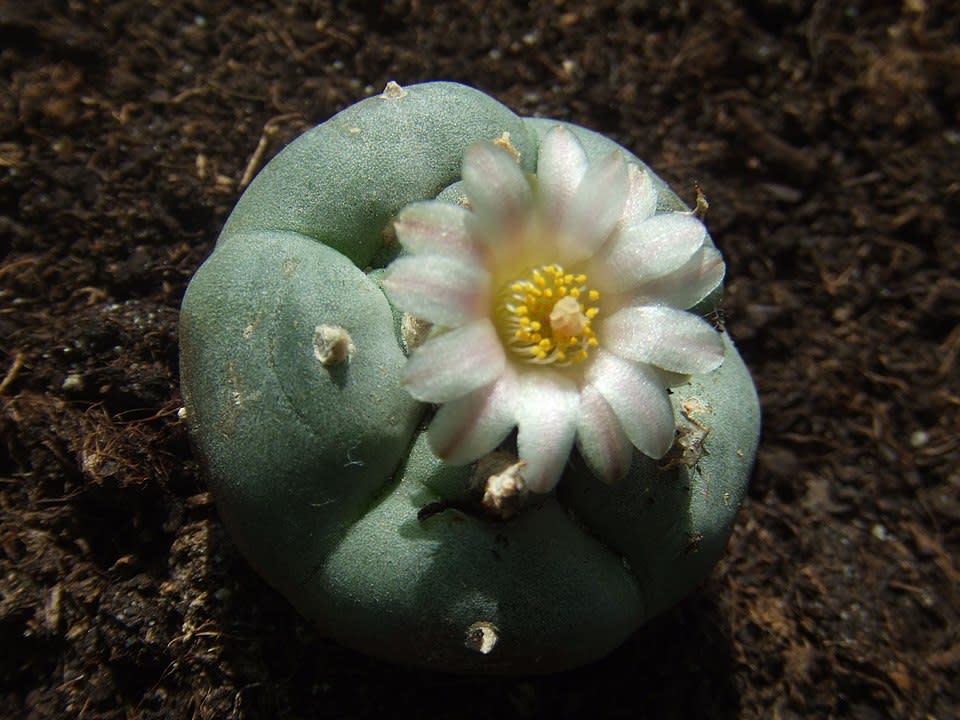 Flowering peyote plant (Photo: Hans B | CC BY-SA 3.0) 