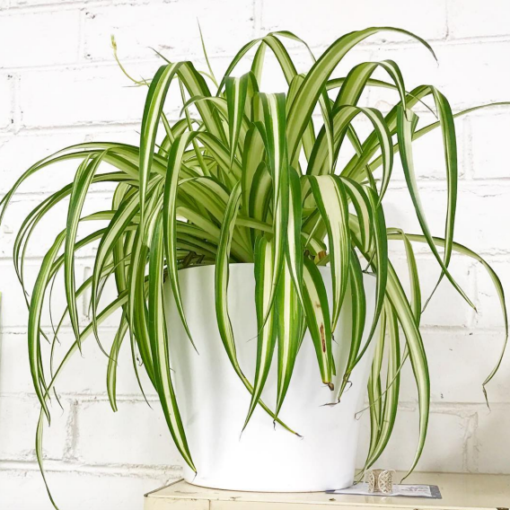 Spider plants: 