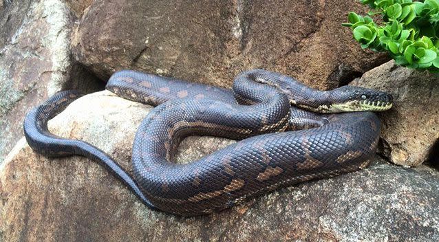 Sunshine Coast Snake - Sunshine Coast Snake Catchers 24/7