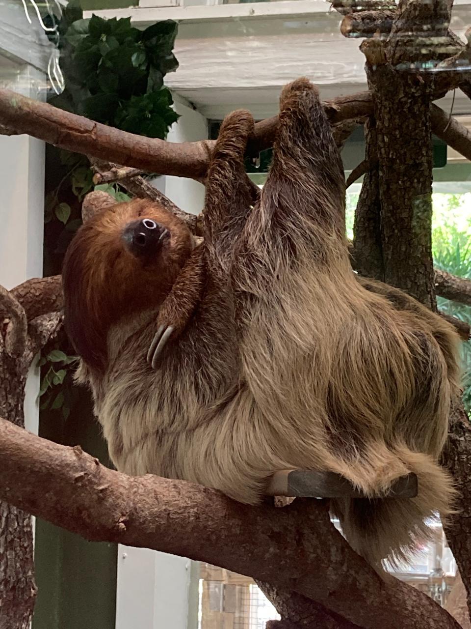 Visitors can see a wide range of animals, like this sloth, at Busch Gardens Tampa Bay, an Association of Zoos and Aquariums-accredited facility.