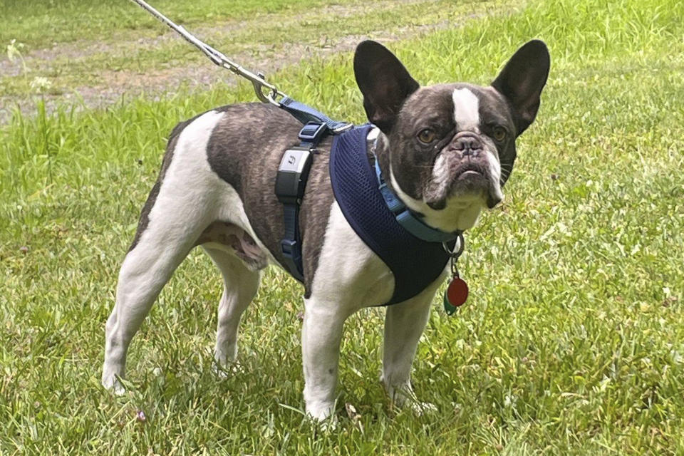 This photo provided by the Allegheny County, Pa., Police Department shows a brown-and-white male French bulldog. Authorities announced on Thursday, Aug. 24, 2023, that Allison Lyn Gaiser, the woman accused of intentionally abandoning her French bulldog at a Pennsylvania airport before she boarded a flight to a resort in Mexico earlier this month, has been charged with animal cruelty and related charges. (Allegheny County Police Department via AP)