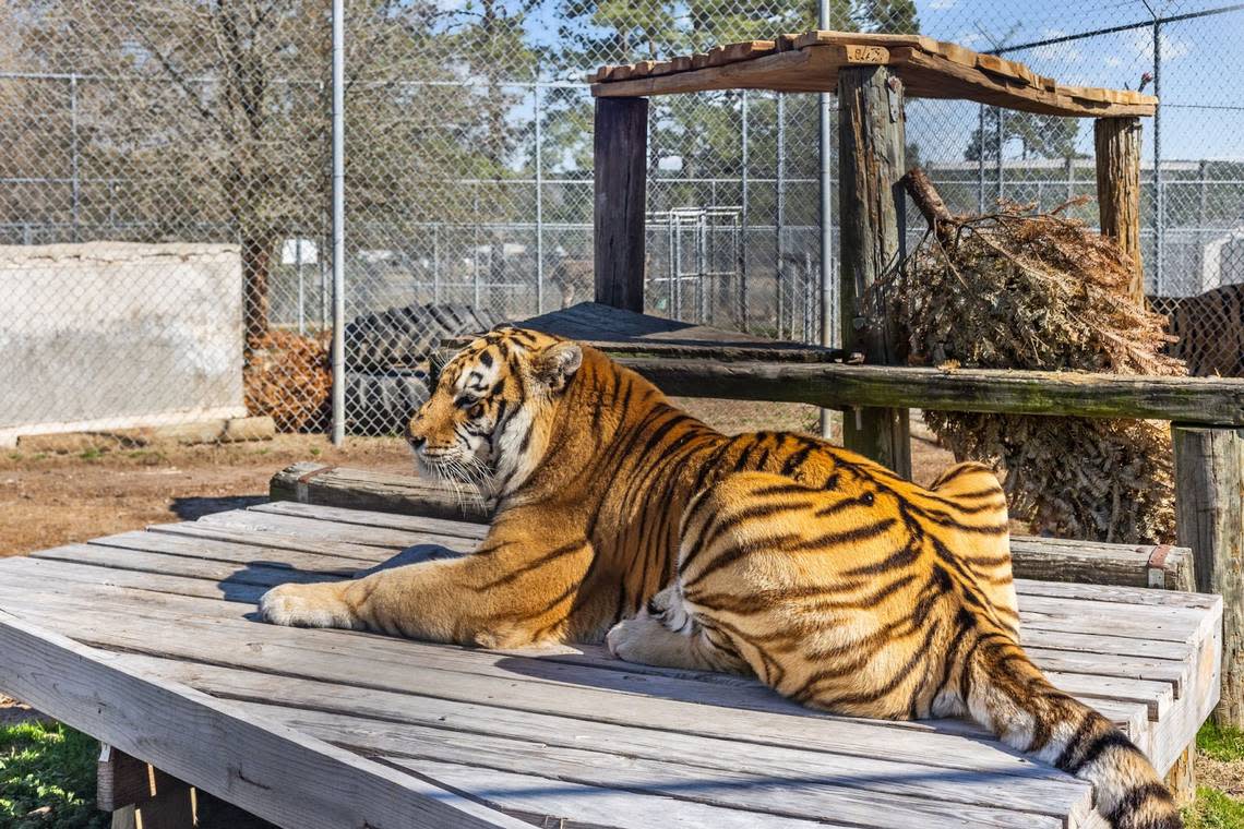 A Bengal tiger at Aloha Safari Zoo at 159 Mini Lane in Cameron, NC. National Land Realty