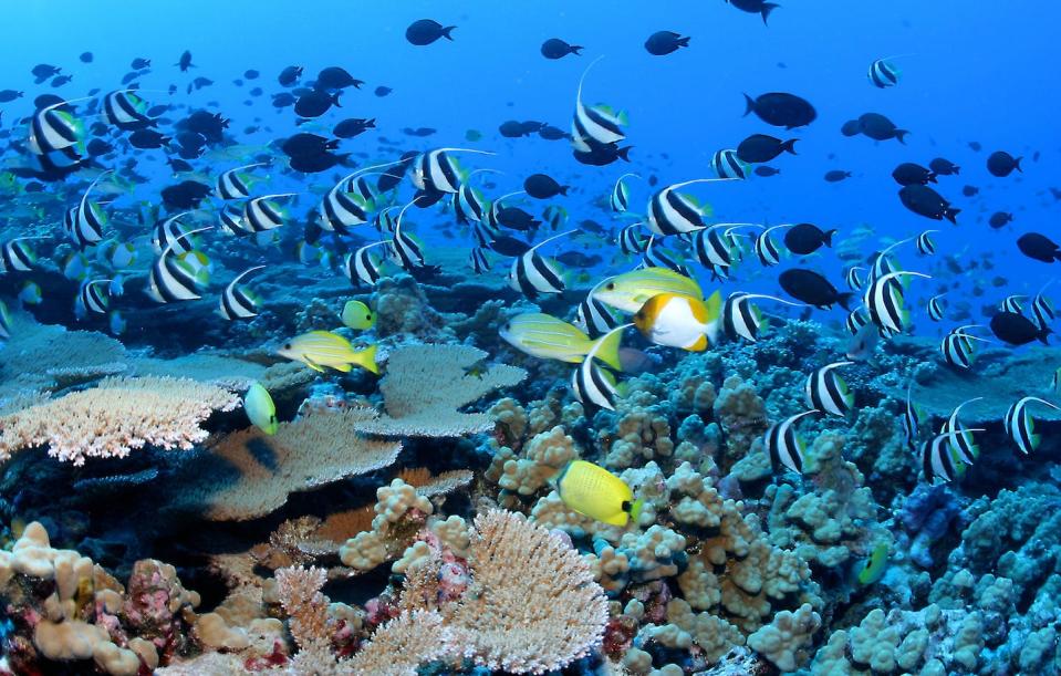 Coral reefs are essential habitat for fish and other sea life, but they are threatened by rising ocean temperatures. <a href="https://www.noaa.gov/education/resource-collections/marine-life/coral-reef-ecosystems" rel="nofollow noopener" target="_blank" data-ylk="slk:James Watt via NOAA;elm:context_link;itc:0;sec:content-canvas" class="link ">James Watt via NOAA</a>