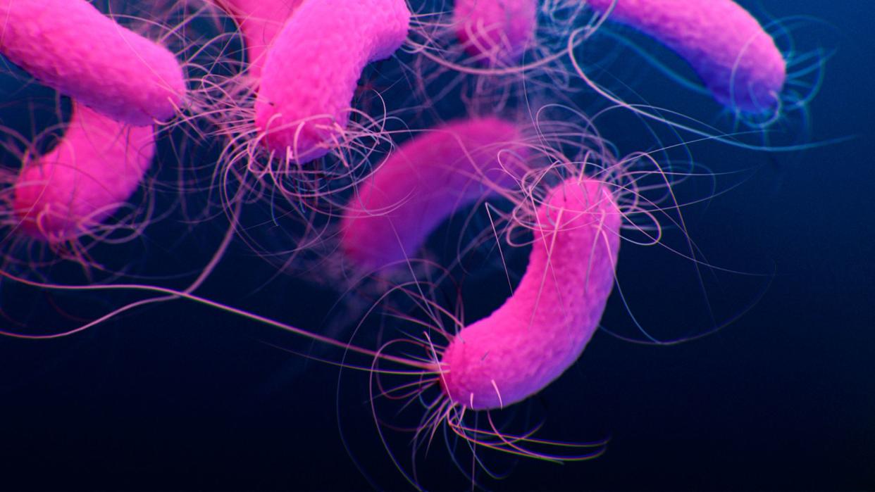  illustration of p. aeruginosa bacterial cells, depicted in bright pink on a dark blue background 