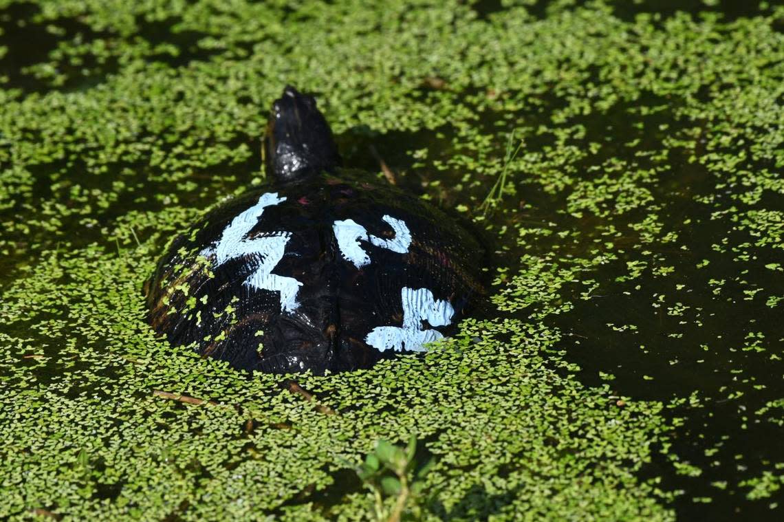 This yellow-bellied slider turtle was discovered with it shell painted at Cypress Wetlands in Port Royal. It is illegal to disturb or harass wildlife.