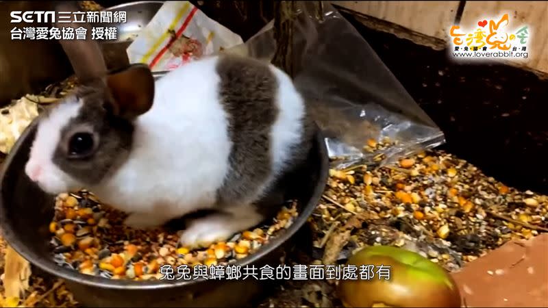 兔子在垃圾堆中覓食、繁殖。（圖／台灣愛兔協會 授權）