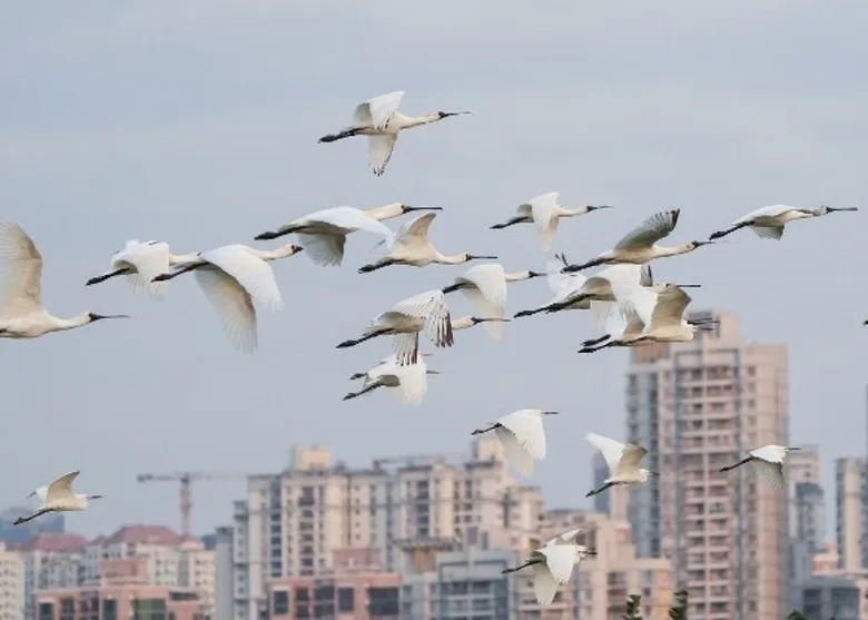 黑臉琵鷺后海灣跌穿300隻  專題報導