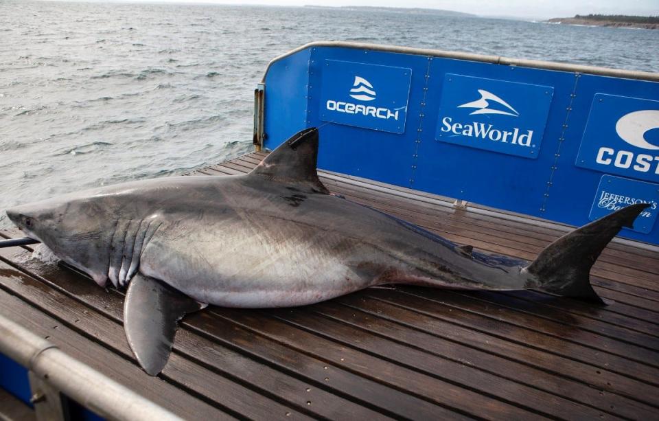 Mahone, a tagged great white shark, seen here on the OCEARCH research vessel when it was captured briefly on Oct.1, 2020, off the coast of Nova Scotia.