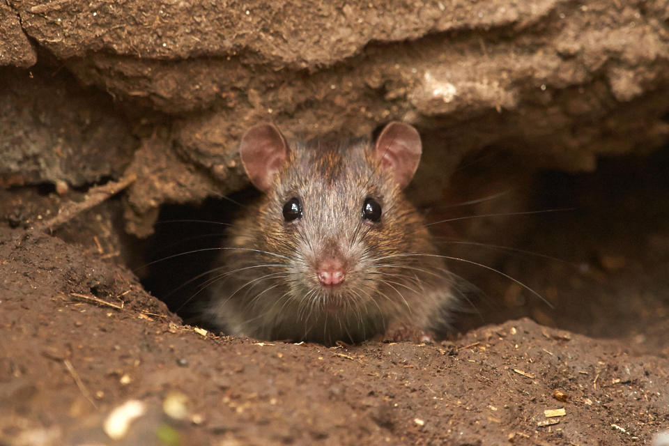 A wild Brown Rat (Rattus norvegicus)