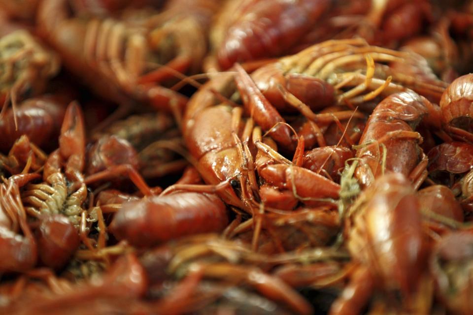 FILE - Boiled crawfish lie on display at Kjean's Safood in New Orleans, Friday, Jan. 25, 2013. Amid a crawfish shortage in Louisiana, the nation’s top producer of the crustaceans that are a staple in Gulf Coast seafood boils, Gov. Jeff Landry issued a disaster declaration for the impacted industry Wednesday, March 6, 2024. (AP Photo/Gerald Herbert, File)