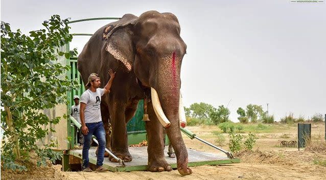 Finally free, 70-year-old elephant Gajraj walks without shackles after being held captive for 50 years. Picture: Wildlife SOS