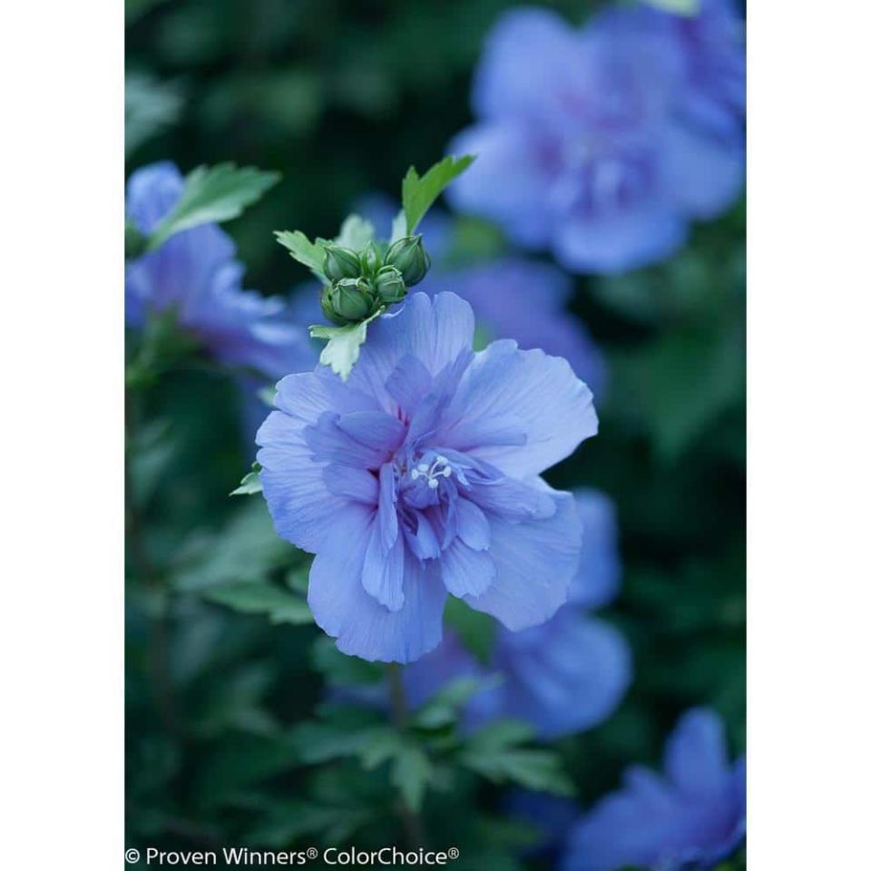 <p><a href="https://go.redirectingat.com?id=74968X1596630&url=https%3A%2F%2Fwww.homedepot.com%2Fp%2FPROVEN-WINNERS-4-5-in-Qt-Blue-Chiffon-Rose-of-Sharon-Hibiscus-Live-Shrub-Blue-Flowers-HIBPRC2057800%2F204636524&sref=https%3A%2F%2F" rel="nofollow noopener" target="_blank" data-ylk="slk:Shop Now;elm:context_link;itc:0;sec:content-canvas" class="link ">Shop Now</a></p><p>Blue Chiffon Rose of Sharon (Hibiscus)</p><p>$20.69</p><p>homedepot.com</p><span class="copyright">Home Depot</span>