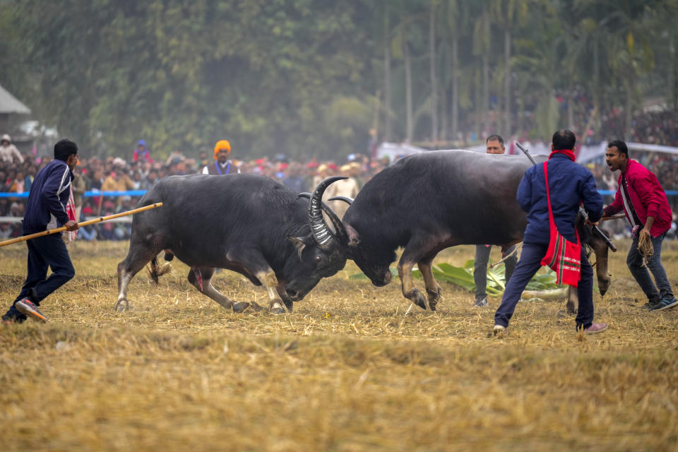 A pair of buffaloes lock horns during a fight held as part of the Magh Bihu harvest festival at Ahotguri village, east of Guwahati, Assam, India, Jan. 16, 2024. Traditional bird and buffalo fights resumed in India’s remote northeast after the supreme court ended a nine-year ban, despite opposition from wildlife activists. (AP Photo/Anupam Nath)