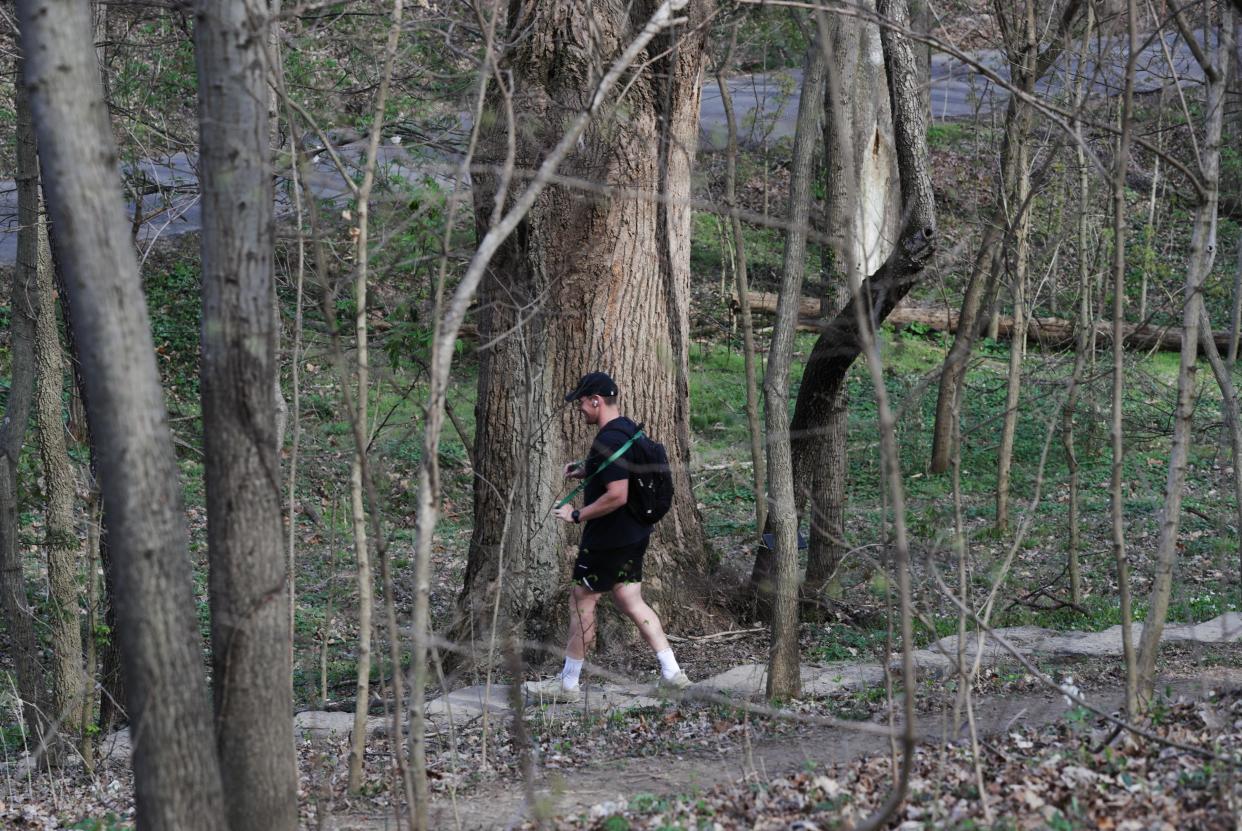 A pedestrian walks past this Tulip Poplar tree inside Cherokee Park in Louisville, Ky. on March 25, 2024. This is one of the few trees that survived the 1974 tornado and has the widest trunk of trees in the area. The 50th anniversary of the tornado which destroyed most of the trees in the area is approaching.