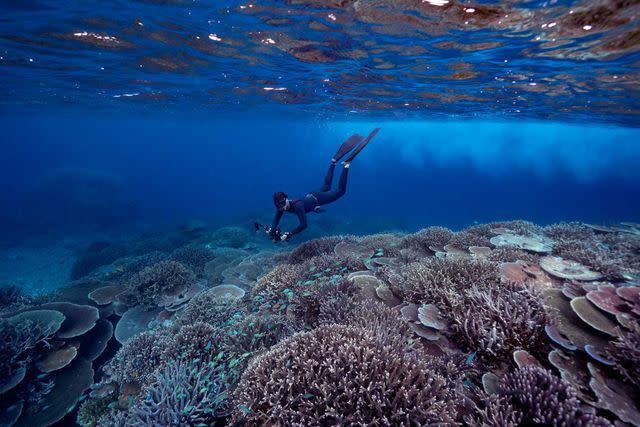 <p>James Unswortht</p> Marine biologist Johnny Gaskell photographs a coral bed in the Great Barrier Reef.