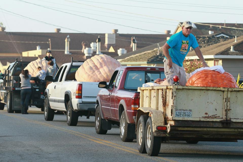 HALF MOON BAY, CA - OCTOBER 11: Trucks loaded with giant pumpkins line up before the start of the 37th Annual Safeway World Championship Pumpkin Weigh-Off on October 11, 2010 in Half Moon Bay, California. Ron Root of Citrus Heights, California won the competition with a 1,535 pound pumpkim and took home $9,210 in prize money equal to $6 a pound. (Photo by Justin Sullivan/Getty Images)