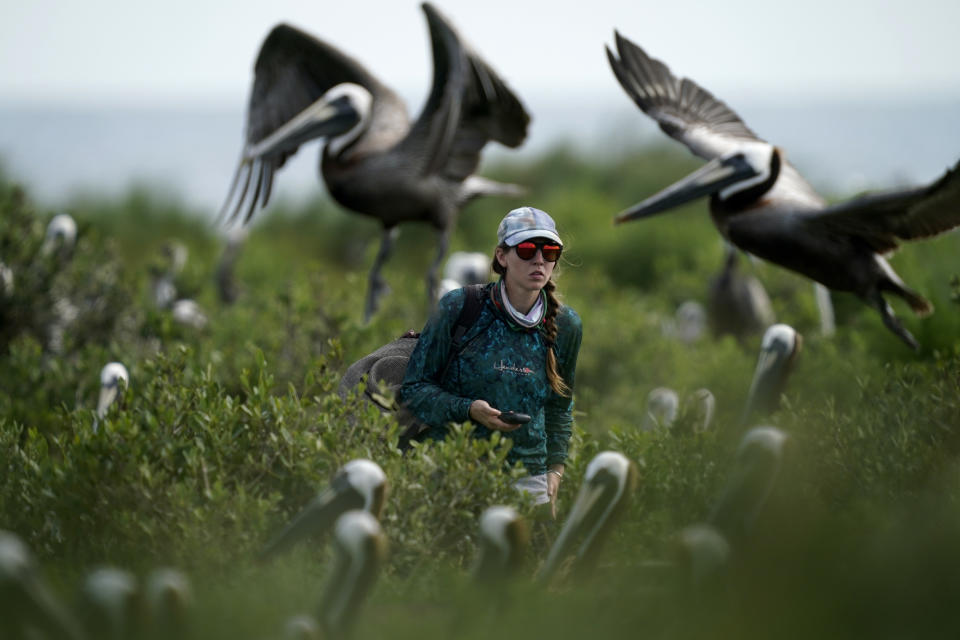 Marine biologist Bonnie Slaton check a field camera on Raccoon Island, a Gulf of Mexico barrier island that is a nesting ground for brown pelicans, terns, seagulls and other birds, in Chauvin, La., Tuesday, May 17, 2022. “Louisiana is rapidly losing land,” said Slaton, a researcher at the University of Lafayette. “Subsidence and sea level rise are a double-whammy.” (AP Photo/Gerald Herbert)