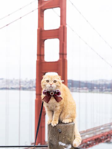 <p>Olivia Nguyen</p> Couple travels with 3 Cats