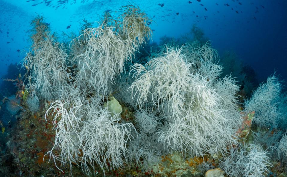 <p> Corals look like colorful, underwater rocks and plants, but they are actually made up of the exoskeletons of invertebrates called polyps. These polyps continually multiply and replace themselves by creating a genetically identical copy, which over time causes the coral exoskeleton structure to grow bigger and bigger. Corals are therefore made up of multiple identical organisms rather than being a single organism, like Greenland sharks or ocean quahog clams, so a coral's lifespan is more of a team effort.  </p> <p> Corals can live for hundreds of years or more, but deep-water black corals (<em>Leiopathes</em> sp.) are among the longest-living corals. Black coral specimens found off the coast of Hawaii have been measured to be 4,265 years old, Live Science previously reported.  </p>