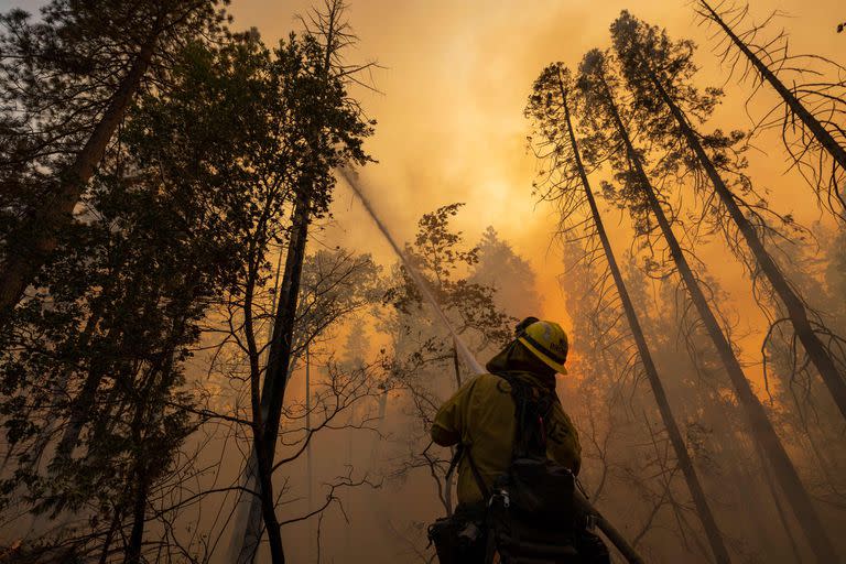 Un bombero apunta contra un árbol en llamas en Oak Fire cerca de Midpines, al noreste de Mariposa, California